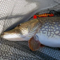 Daiwa PX Lazy Shad -Pro Vissersaas 32 217472r 4