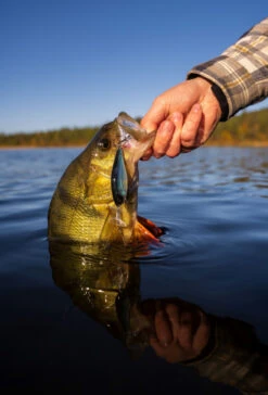 Headbanger Cranky Shad -Pro Vissersaas CS 25 SS BKr 5