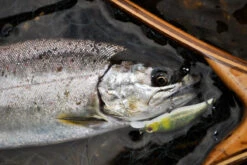 Decoy Single28 Troutin Single -Pro Vissersaas DS284r 5