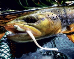 Libra Lures Dying Worm 70 Krill (15pcs) -Pro Vissersaas DW70K15P 006r 4