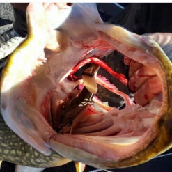 Eastfield Wingman (Made In Sweden) -Pro Vissersaas EFLCWINGMAN21r 4