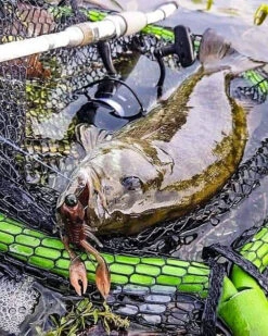 Nikko Craw 8,1cm (5pcs) -Pro Vissersaas NIKKO431r 4