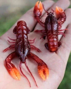 Nikko Craw 8,1cm (5pcs) -Pro Vissersaas NIKKO431r 6