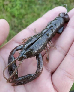 Nikko Craw 8,1cm (5pcs) -Pro Vissersaas NIKKO431r 7