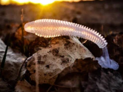 Nikko Winnow 9,5cm (5pcs) -Pro Vissersaas NIKKO441r 3