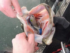 SvartZonker Big McRubber V2 - (2 Pack) -Pro Vissersaas bigmcrubberv2 2pr 13